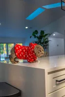 Purple, a female English Bulldog for sale in Orlando, FL – 5 of 10