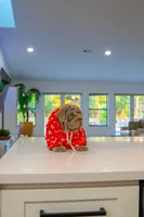 Purple, a female English Bulldog for sale in Orlando, FL – 6 of 10