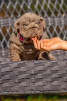 Purple, a female English Bulldog for sale in Orlando, FL – 8 of 10