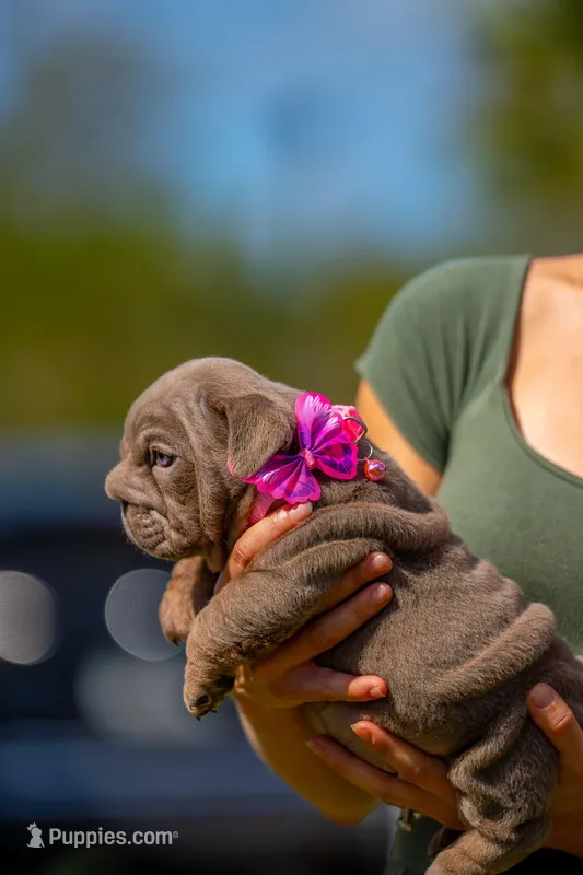Purple – English Bulldog puppy for sale in Orlando, FL