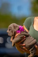 Purple, a female English Bulldog for sale in Orlando, FL – Photo 1 of 4