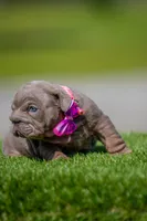 Purple, a female English Bulldog for sale in Orlando, FL – Photo 3 of 4