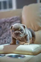 Candy, a female English Bulldog for sale in Orlando, FL – 2 of 4