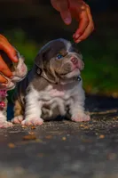 Max, a male English Bulldog for sale in Orlando, FL – 2 of 4