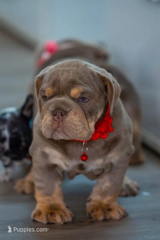 Lilly – English Bulldog puppy for sale in Orlando, FL