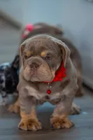 Lilly, a female English Bulldog for sale in Orlando, FL – 1 of 8