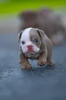 Emily , a female English Bulldog for sale in Orlando, FL – 5 of 5