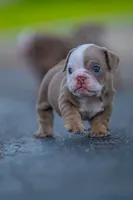 Emily , a female English Bulldog for sale in Orlando, FL – 3 of 5