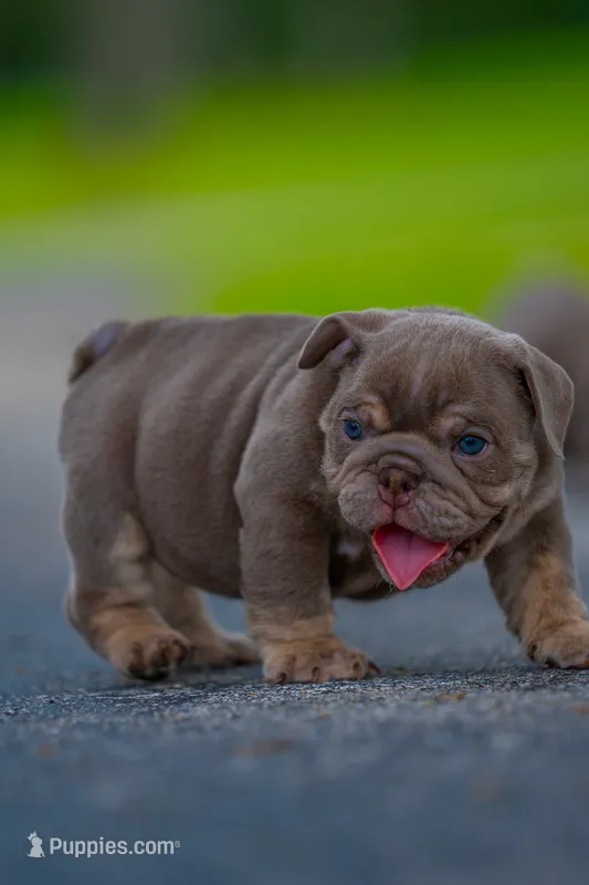 Max – English Bulldog puppy for sale in Orlando, FL