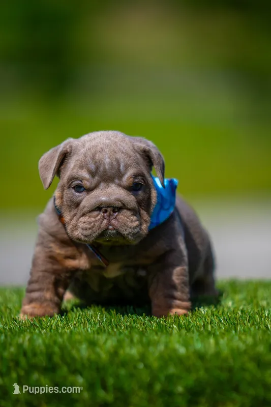 Goliath – English Bulldog puppy for sale in Orlando, FL