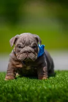 Goliath, a male English Bulldog for sale in Orlando, FL – Photo 1 of 5