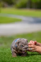 Goliath, a male English Bulldog for sale in Orlando, FL – Photo 5 of 5