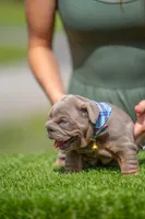 Goliath, a male English Bulldog for sale in Orlando, FL – Photo 2 of 5