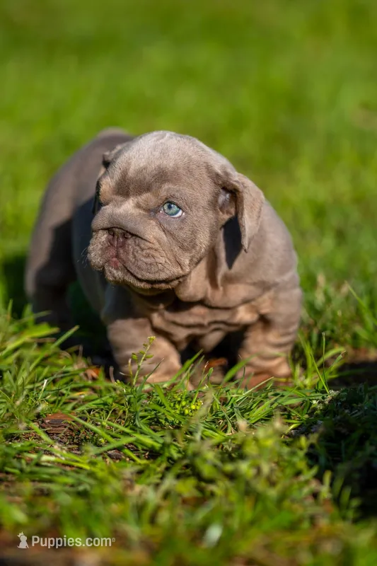 Goliath – English Bulldog puppy for sale in Orlando, FL
