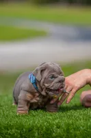 Goliath, a male English Bulldog for sale in Orlando, FL – Photo 3 of 5