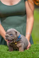 Goliath, a male English Bulldog for sale in Orlando, FL – Photo 4 of 5