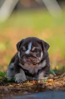 Chloe, a female English Bulldog for sale in Orlando, FL – Photo 5 of 5