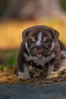 Chloe, a female English Bulldog for sale in Orlando, FL – Photo 4 of 5