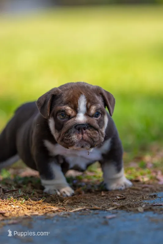 Chloe – English Bulldog puppy for sale in Orlando, FL