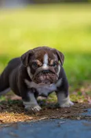 Chloe, a female English Bulldog for sale in Orlando, FL – Photo 1 of 5