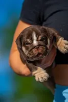 Chloe, a female English Bulldog for sale in Orlando, FL – Photo 2 of 5