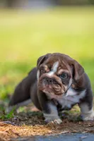 Chloe, a female English Bulldog for sale in Orlando, FL – Photo 3 of 5