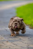 Purple, a female English Bulldog for sale in Orlando, FL – 2 of 9