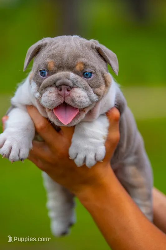 Tank – English Bulldog puppy for sale in Orlando, FL