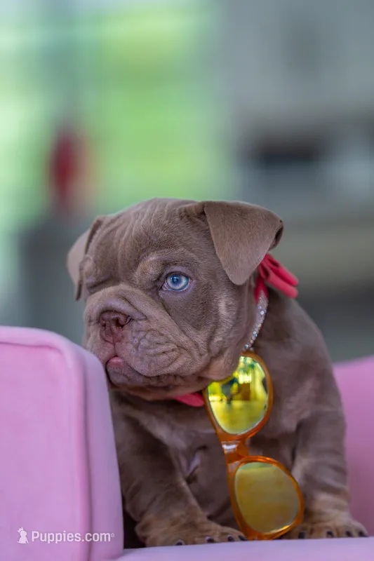 Candy – English Bulldog puppy for sale in Orlando, FL