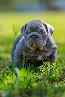 King , a male English Bulldog for sale in Orlando, FL – Photo 5 of 6