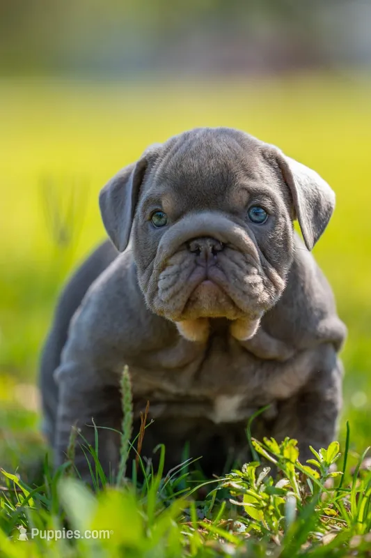 King  – English Bulldog puppy for sale in Orlando, FL