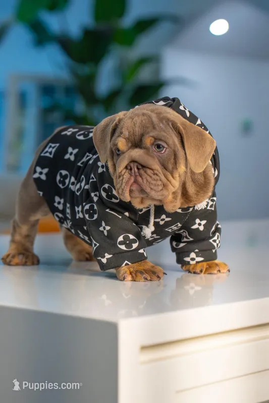 King  – English Bulldog puppy for sale in Orlando, FL