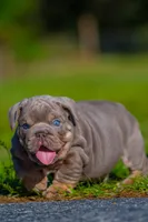 King , a male English Bulldog for sale in Orlando, FL – Photo 4 of 6