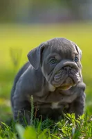 King , a male English Bulldog for sale in Orlando, FL – Photo 6 of 6