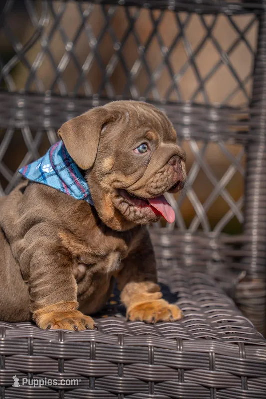 King  – English Bulldog puppy for sale in Orlando, FL