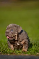 King , a male English Bulldog for sale in Orlando, FL – Photo 3 of 6