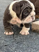 Lilly, a female English Bulldog for sale in Orlando, FL – Photo 5 of 5