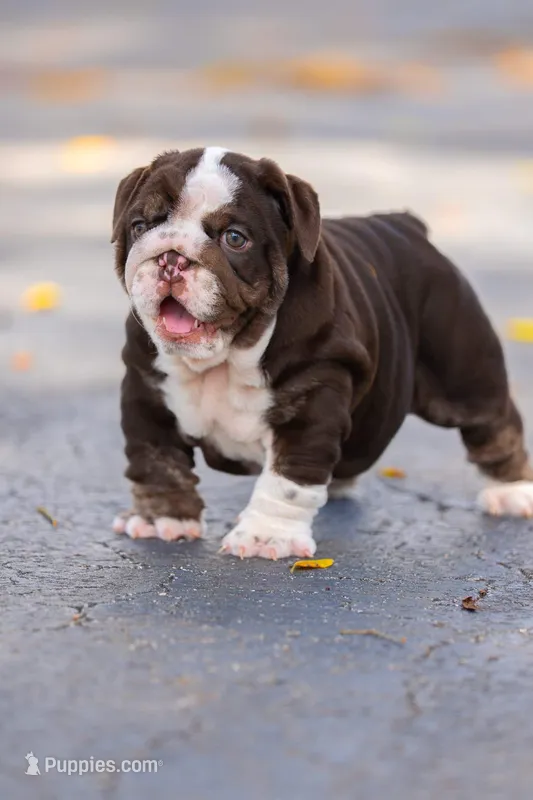 Lilly – English Bulldog puppy for sale in Orlando, FL