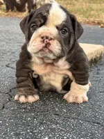 Lilly, a female English Bulldog for sale in Orlando, FL – Photo 1 of 5