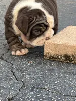 Lilly, a female English Bulldog for sale in Orlando, FL – Photo 3 of 5