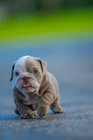 Emily , a female English Bulldog for sale in Orlando, FL – 8 of 9