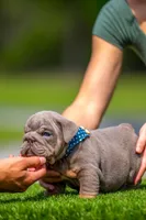 King, a male English Bulldog for sale in Orlando, FL – Photo 6 of 7