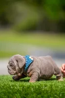 King, a male English Bulldog for sale in Orlando, FL – Photo 3 of 7