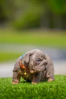 King, a male English Bulldog for sale in Orlando, FL – Photo 4 of 7