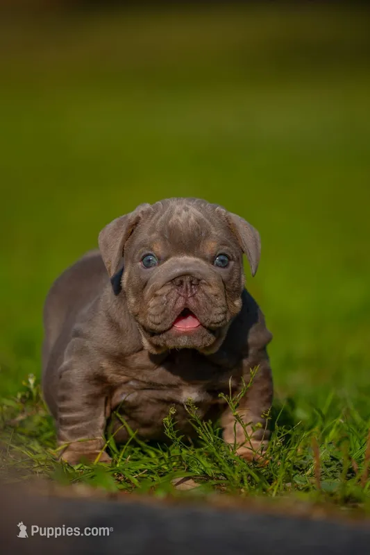 King – English Bulldog puppy for sale in Orlando, FL