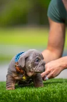 King, a male English Bulldog for sale in Orlando, FL – Photo 7 of 7