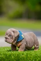 King, a male English Bulldog for sale in Orlando, FL – Photo 2 of 7