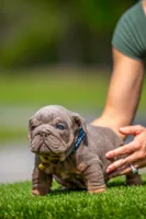 King, a male English Bulldog for sale in Orlando, FL – Photo 1 of 7