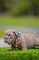 King, a male English Bulldog for sale in Orlando, FL – Photo 5 of 7