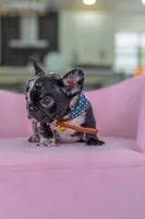 Tick, a male French Bulldog for sale in Orlando, FL – 9 of 10